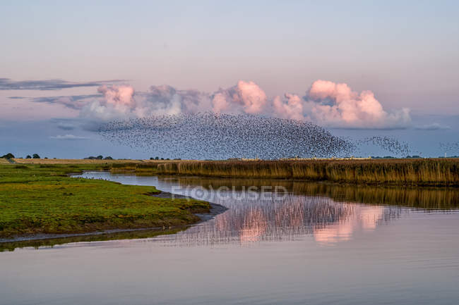 Scenic view of Flock of starlings over river Ems, Pektum, East Frisia, lower Saxony, Germany — Stock Photo