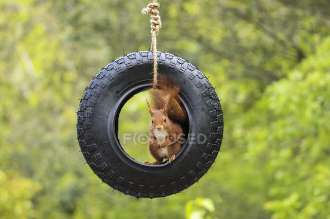 Esquilo sentado em um balanço de pneus, Artica, Navarra, Espanha — Fotografia de Stock