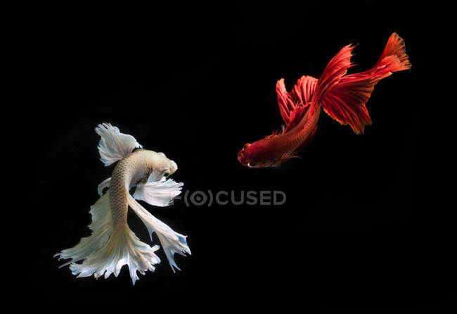 Closeup view of majestic betta fishes on black background — Stock Photo