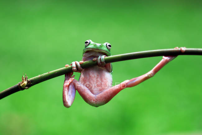 Портрет пухнастої жаби на стеблі рослини, розмитий фон — стокове фото