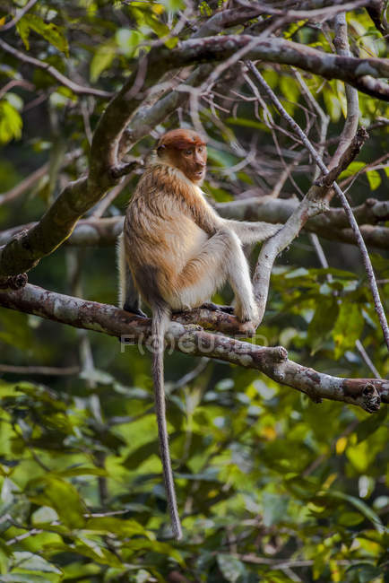 Vista panorámica del mono Proboscis en un árbol - foto de stock