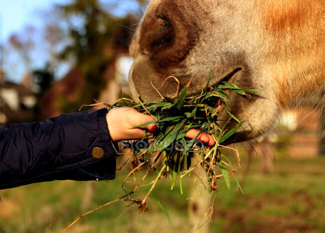 Крупним планом дівчина годує коня — стокове фото