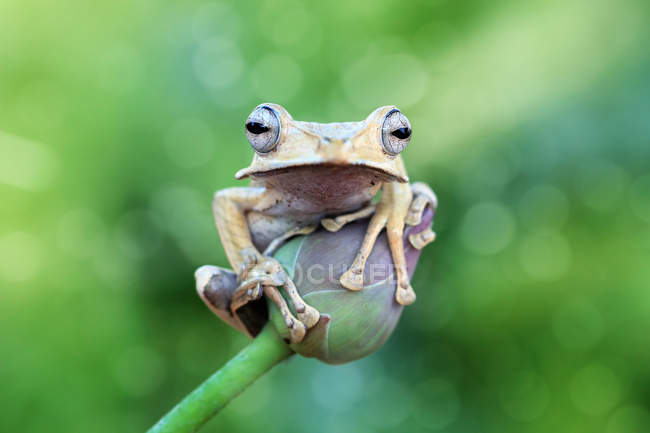 Ушастая древесная лягушка, сидящая на цветочном бутоне, размытый фон — стоковое фото