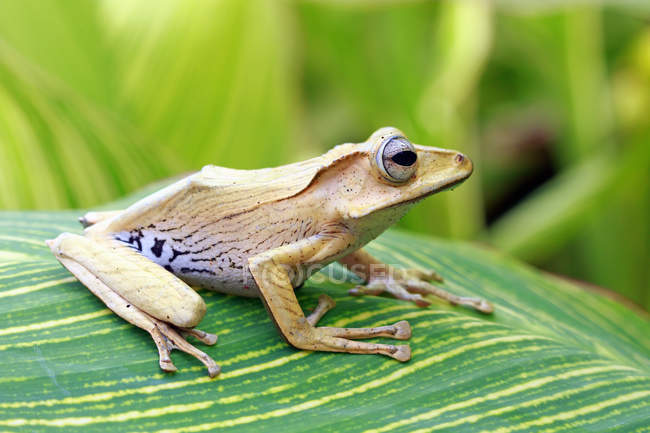 Eared tree frog on a leaf, blurred background — Stock Photo