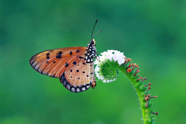 Бабочка на цветке на размытом фоне — стоковое фото