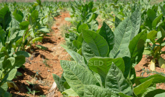 Tobacco plants growing on tobacco farm, Cuba — Stock Photo