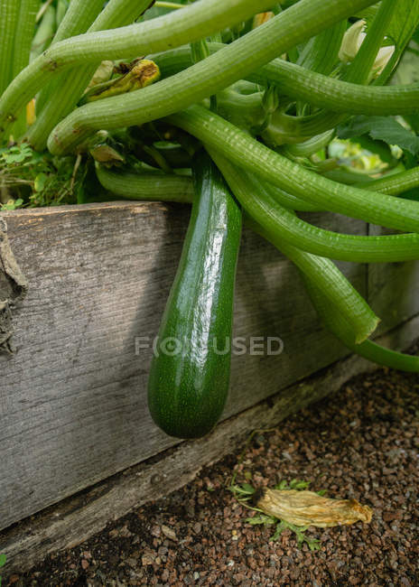 Close-up of a zucchini growing on a plant — Stock Photo