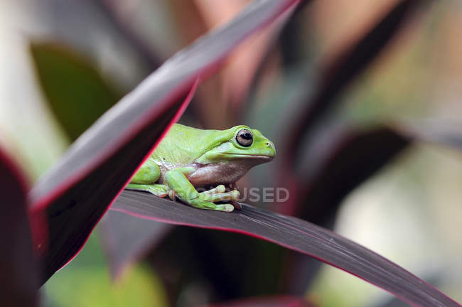 Porträt eines klobigen Frosches auf einem Blatt, verschwommener Hintergrund — Stockfoto