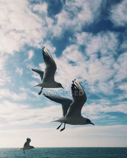 Scenic view of seagulls flying against blue cloudy sky — Stock Photo