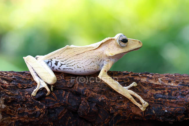 Вухата деревна жаба на дереві на розмитому фоні — стокове фото