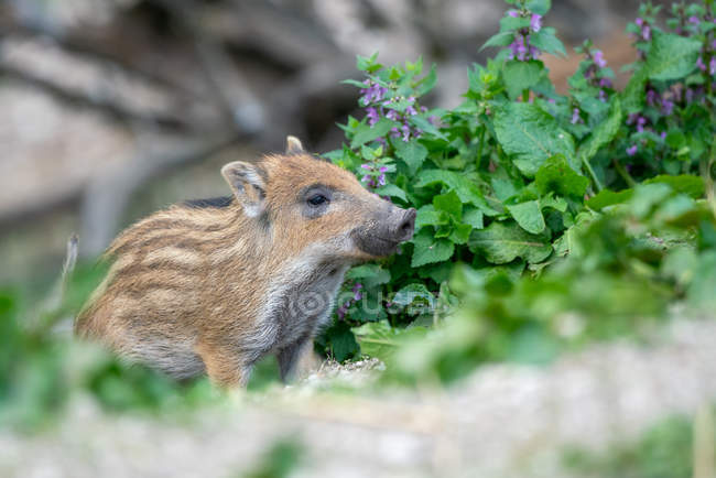 Closeup view of cute Boar piglet, Austrian Alps, Grunau im Almtal, Gmunden, Austria — Stock Photo