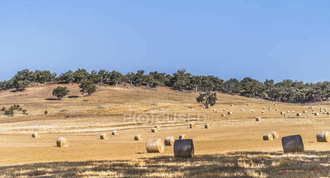 Vista panorâmica de fardos Hay em um campo, Austrália Ocidental, Austrália — Fotografia de Stock