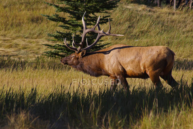 Scenic view of Bull Elk in the wilderness — Stock Photo