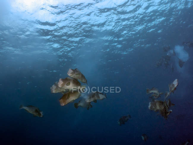 Closeup view of Bumphead fish spawning, Koror, Palau — Stock Photo