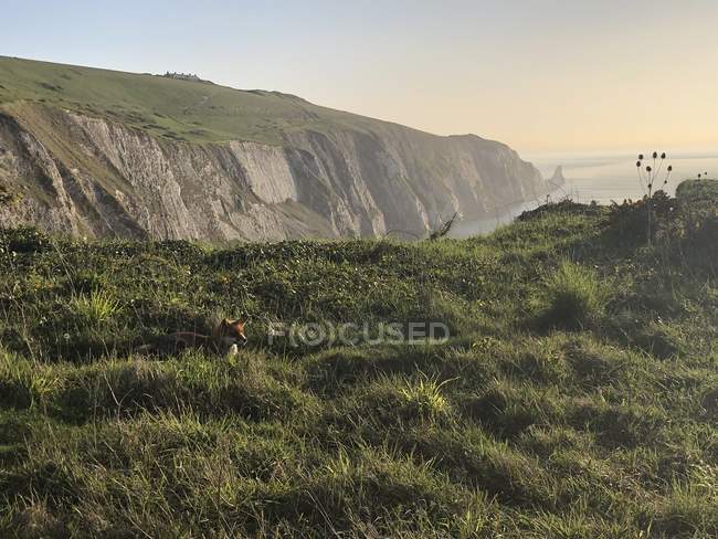 Vista panoramica di Fox in un paesaggio rurale, Isola di Wight, Inghilterra, Regno Unito — Foto stock