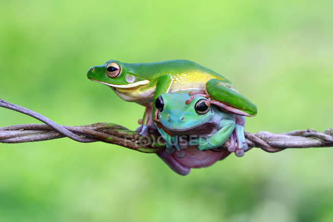 White-lipped tree frog and dumpy frog on top of each other on a branch — Stock Photo