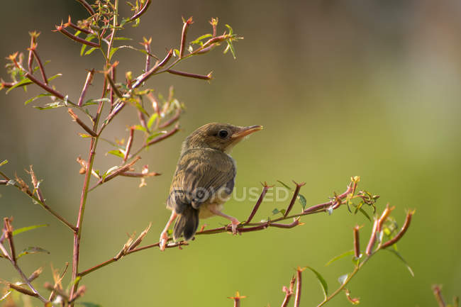 Bar-winged prinia perched in a tree against blurred background — Stock Photo