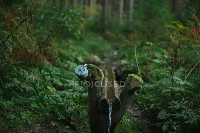 Taza en un tronco de árbol junto a un arroyo, Ucrania - foto de stock