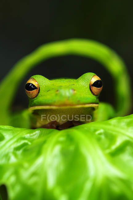 Retrato de una rana arbórea sobre una hoja, fondo borroso - foto de stock