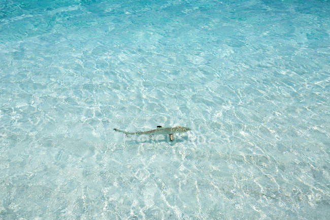 Tubarão de recife de ponta preta nadando no oceano, Caribe — Fotografia de Stock
