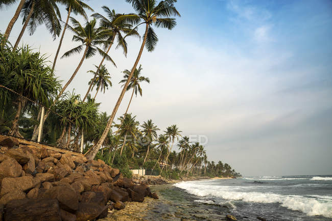 Praia forrada de palmeira, Polhena, Província do Sul, Sri Lanka — Fotografia de Stock