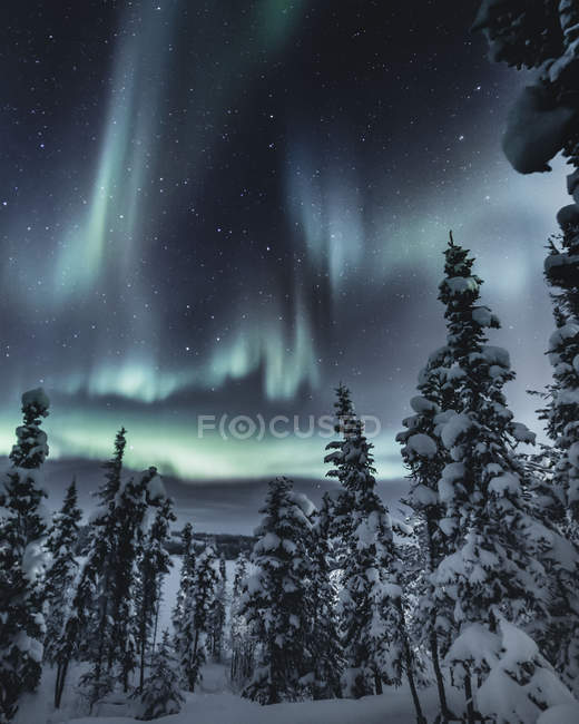 Vista panoramica delle aurore boreali sulla foresta invernale, Yellowknife, Territori del Nord-Ovest, Canada — Foto stock