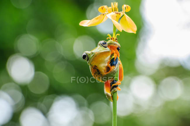 Wallaces fliegender Frosch auf einer Blume, verschwommener Hintergrund — Stockfoto