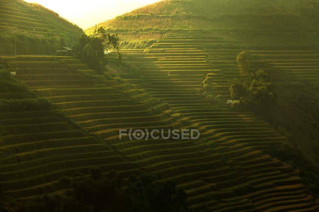 Vista panoramica di bella terrazza di riso verde durante il tramonto, Vietnam — Foto stock