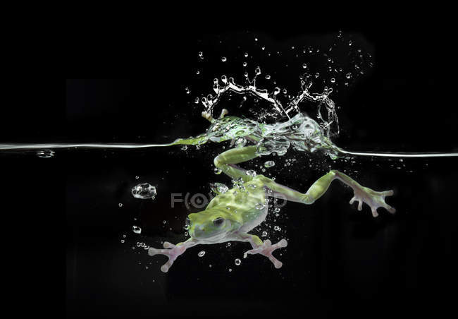 Frosch taucht unter Wasser, verschwommener Hintergrund — Stockfoto