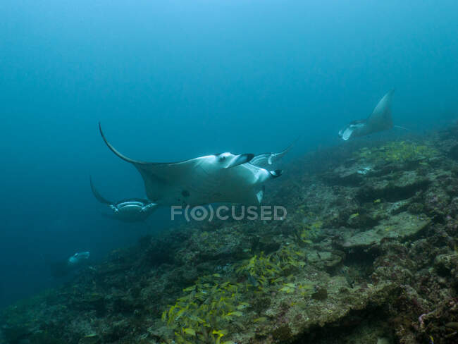 Manta ray in una stazione di pulizia della barriera corallina, Maldive — Foto stock