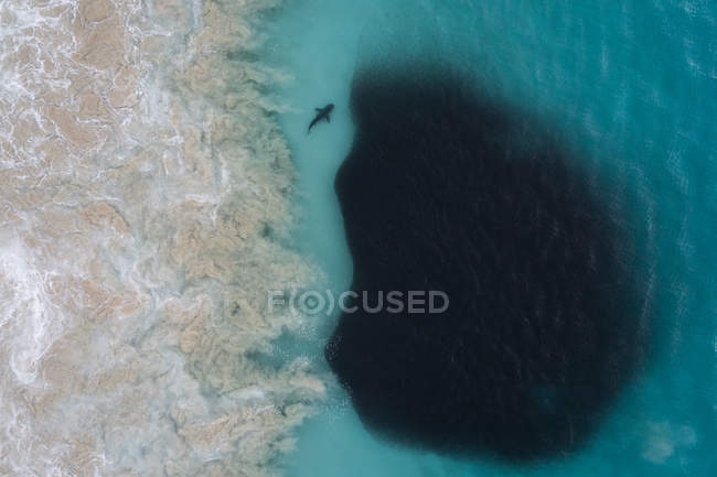 Vista aérea de tiburones alimentándose de una bola de cebo, Carnarvon, Australia Occidental, Australia - foto de stock