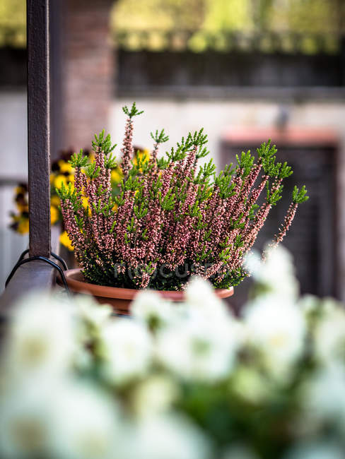 Gros plan sur les fleurs poussant dans un pot de plantes — Photo de stock