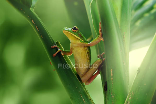 Портрет масляної жаби на листі, розмитий фон — стокове фото