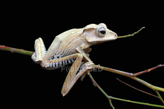 Borneo eared tree frog on branch — Stock Photo