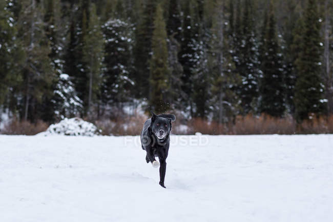 Vista panorámica del perro negro corriendo en la nieve - foto de stock