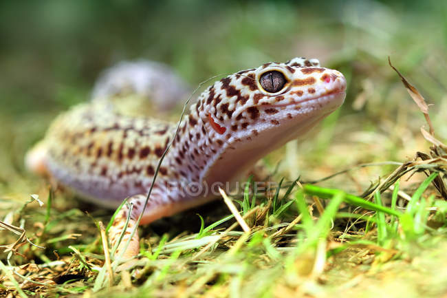 Retrato de um leopardo gecko, foco seletivo — Fotografia de Stock