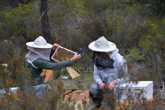 Dois apicultores verificando abelhas em colmeias — Fotografia de Stock