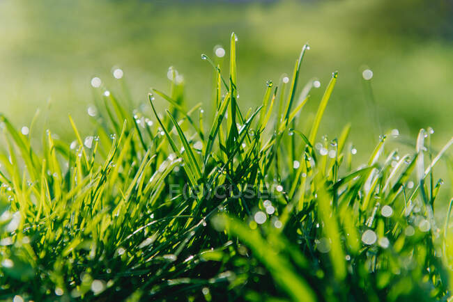 Dew drops on the grass — Stock Photo