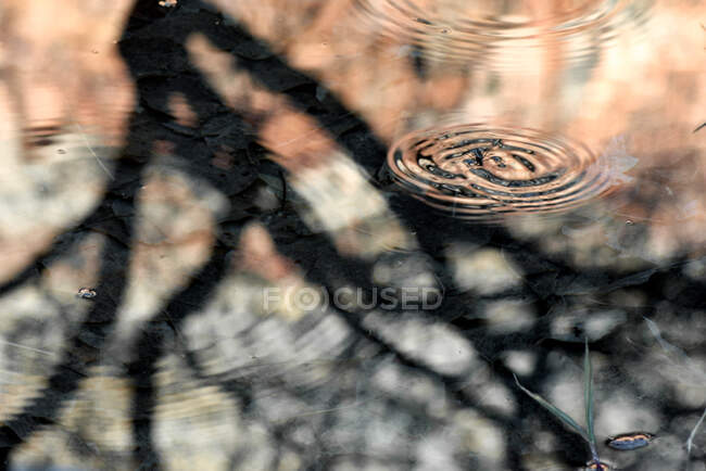 Водомерка ходит по поверхности воды, Юта, Америка, США — стоковое фото