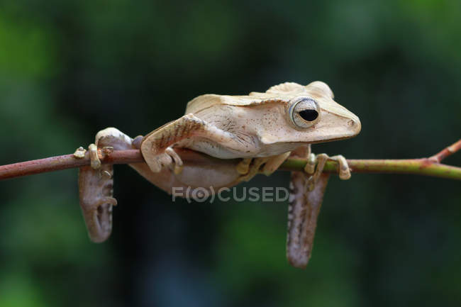 Borneo tree frog on a branch, blurred background — Stock Photo