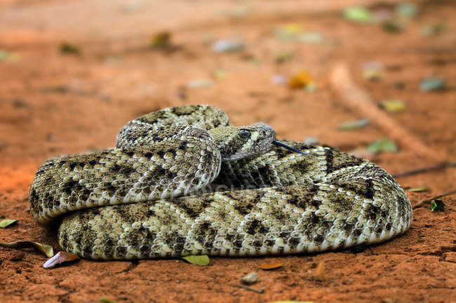 Retrato de una serpiente de cascabel Diamondback acostada en el suelo, enfoque selectivo - foto de stock
