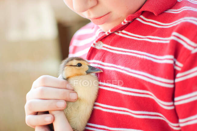 Мальчик держит утёнка — стоковое фото