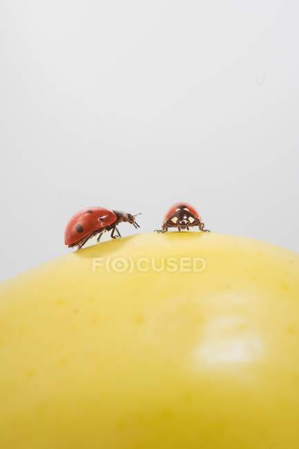 Vue rapprochée de deux coccinelles sur une pomme — Photo de stock