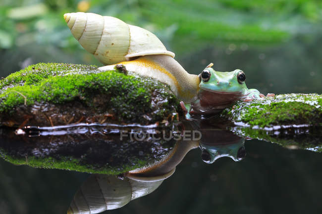Snail crawling towards a dumpy frog, blurred background — Stock Photo