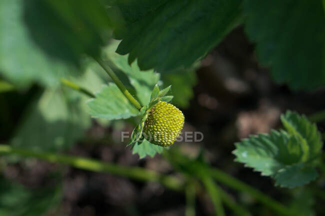Close-up de um morango bebê crescendo em uma planta — Fotografia de Stock