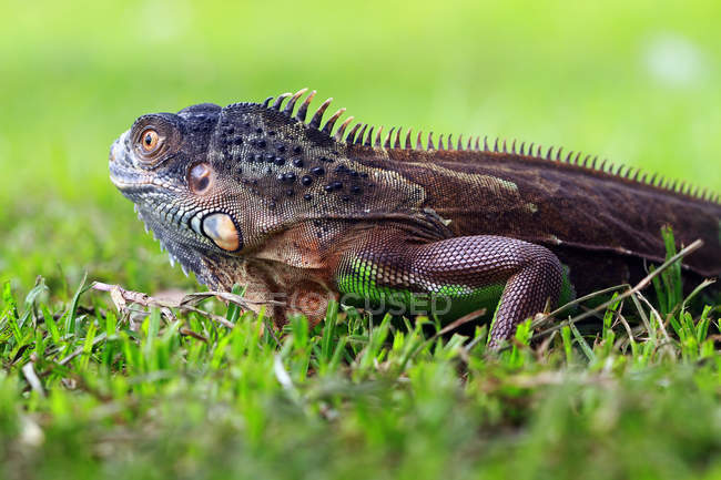 Portrait of an iguana in green grass, selective focus — Stock Photo