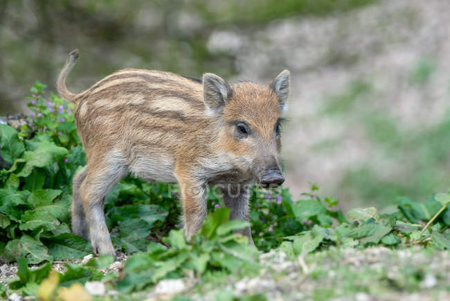 Scenic view of Wild Boar piglet on blurred background — Stock Photo