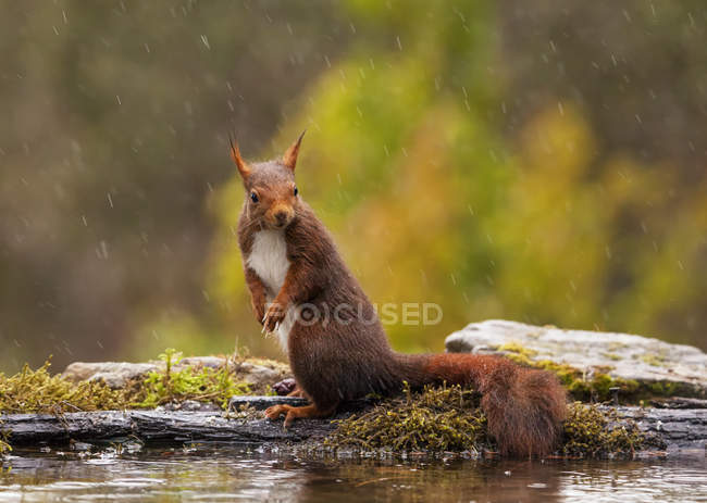 Primo piano vista di scoiattolo in piedi sotto la pioggia — Foto stock