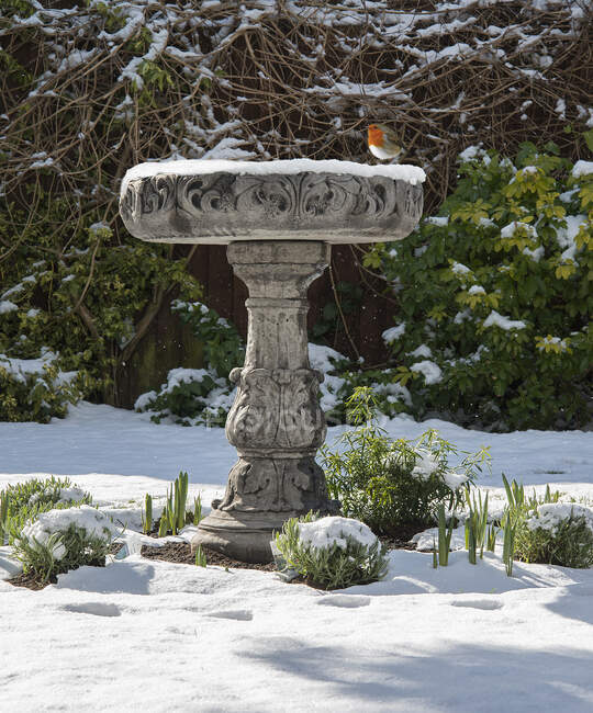 Scenic view of Robin sitting on a bird bath in the snow, Heswall, England, UK — Stock Photo