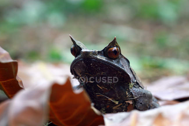 Vista close-up de sapo cornudo Bornéu na folha — Fotografia de Stock